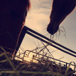 Meet your Posher, Deaven